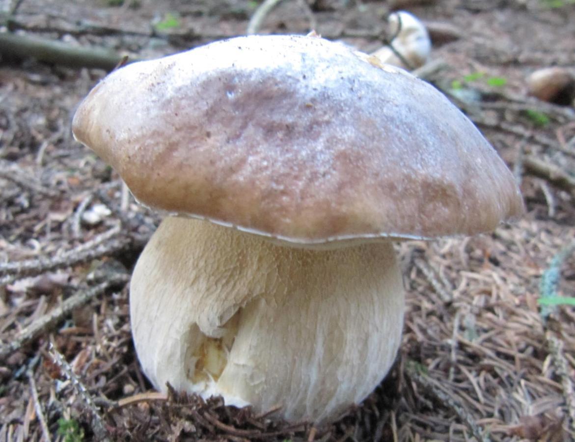 Ferienhaeuser Troester Бад Кляйнкирххайм Экстерьер фото