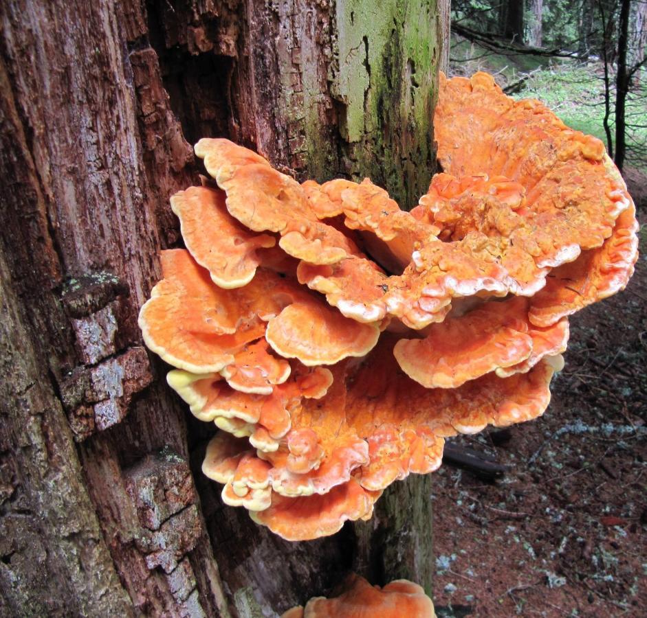 Ferienhaeuser Troester Бад Кляйнкирххайм Экстерьер фото